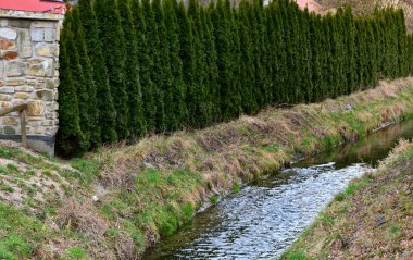 Minyatür, düzensiz dik doğu arborvitae seçimi çoğu zaman birden fazla liderle birlikte büyür. Eski bitkiler, birçok sivri minaresi olan küçük katedrallere benzerler. Yapraklar son derece doludur.