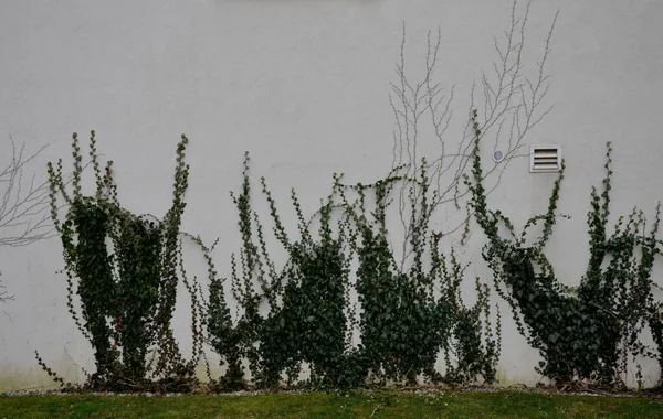 Climbing Vine Grows Smooth Concrete Walls Clips End Leaves Targets —  Fotos de Stock