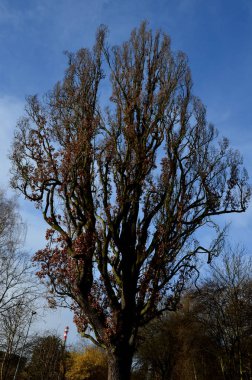 Çok zarif olan meşe ağacı, orta büyüklükteki bahçelere ekilmesine olanak veren asıl türlere kıyasla daha dar ve yarı büyüklüktedir. Kum tuzu konusunda mükemmeldir..