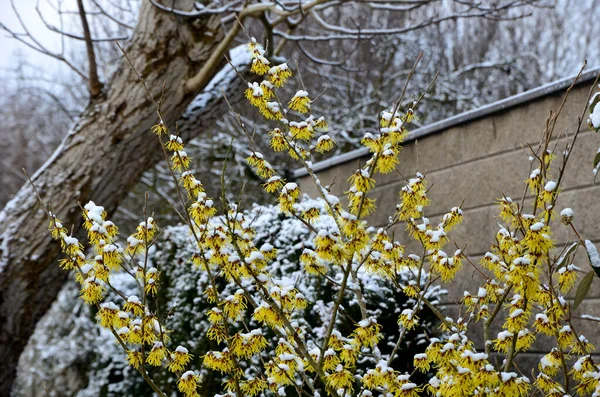 Parterre Fleurs Vivaces Peut Encore Février Gelé Glaçons Tige Sèche — Photo