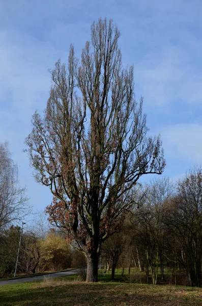 Çok Zarif Olan Meşe Ağacı Orta Büyüklükteki Bahçelere Ekilmesine Olanak — Stok fotoğraf