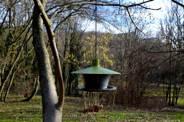庭や公園の小さな鳥のための屋外種子ディスペンサー 円錐形の屋根は透明なプラスチック製のホッパーを覆っています 私はそれの下のプレートの種をこぼす 木の枝に吊るして — ストック写真