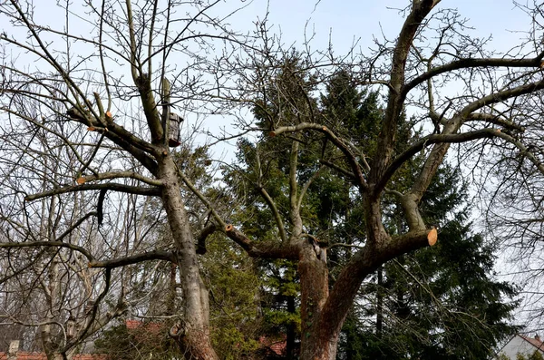 Snoeien Van Oude Appelbomen Door Een Tuinman Boomgaard Een Veeleisende — Stockfoto