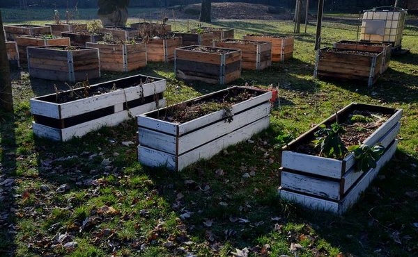 Wspólnotowy Ogród Uprawy Warzyw Ziół Drewnianym Pudełku Doniczki Regularnej Sieci — Zdjęcie stockowe