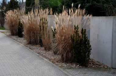 ornamental grasses tied together in a sheaf. protection against snow and rain, which harms ornamental garden grasses. tied with string together boils a fountain of dry yellow flowers in the sun shine