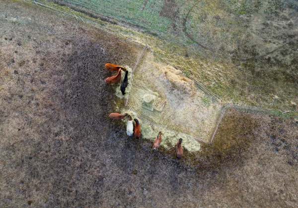 Vista Aérea Potrero Con Caballos Pastando Cerca Una Bala Heno —  Fotos de Stock