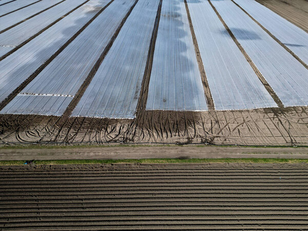 farmers protect cultivated vegetables and potatoes from spring frosts with a white light fabric. over this substance, the geotextile is watered by sprayers because it prevents water from evaporating
