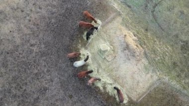 Saman balyasının yanında otlayan atların olduğu bir otlağın hava aracı görüntüsü. Elektrikli çit ve plastik çadır geçici, mobil, taşınabilir ahır. At battaniyeleri soğuğa karşı korur.