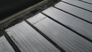 farmers protect cultivated vegetables and potatoes from spring frosts with a white light fabric. over this substance, the geotextile is watered by sprayers because it prevents water from evaporating
