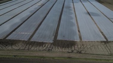 farmers protect cultivated vegetables and potatoes from spring frosts with a white light fabric. over this substance, the geotextile is watered by sprayers because it prevents water from evaporating