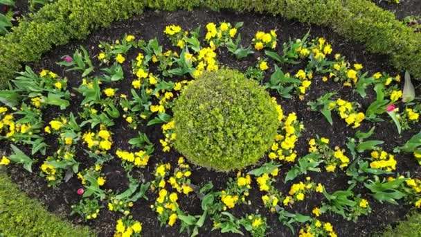 Rectangular Flowerbed Bordered Divided Boxwood Hedge Solitaire Balls Clipped Shape — Stock Video
