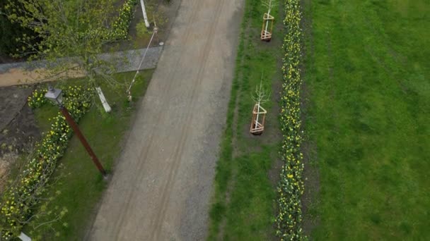 Pruhy Cibulí Kvetoucích Trávníku Nahrazuje Trvalky Květinové Záhony Ulici Levnější — Stock video
