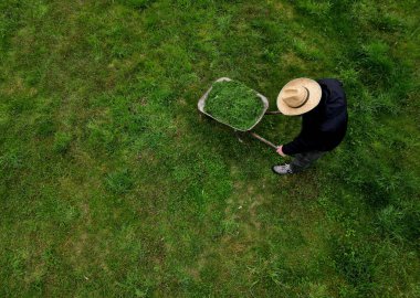 Hasır şapkalı bahçıvan çim biçme makinesinin sepetini el arabasına attı. Güzel yeşil bahçe bakımı. Bir adam meyve bahçesinin yüzeyine bakan bir araba sürüyor.