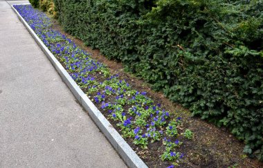 Dikdörtgen çiçek tarhı bir çit ve kesilmiş bir top ile sınırlandırılmış ve bölünmüş. Karalamalar süs, peyzaj ve kaldırım taşlarında yeşil bir kurdele olarak üç kez tekrarlanır.
