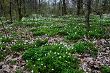 Kar damlası şakayığı, Orta ve Batı Avrupa 'nın çayırlarına ve kuru yaprak döken ormanlarına özgü bahar mevsiminde açan bir çiçektir.