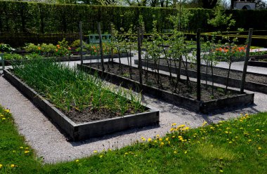 geometric rectangle shape wooden okaya flower beds. growing flowers and vegetables above ground level in raised plant pots. bulbs and utility plants in the community garden., daffodil clipart