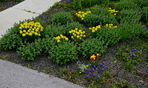 Leito Flores Coloridas Pradaria Ambiente Urbano Atrativo Para Insetos Borboletas — Fotografia de Stock