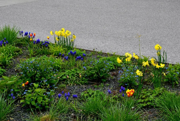 Leito Flores Coloridas Pradaria Ambiente Urbano Atrativo Para Insetos Borboletas — Fotografia de Stock