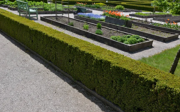 几何图形长方形木制木瓜花坛 在盆栽中种植高于地面的花卉和蔬菜 社区花园的球茎和公用事业植物 水仙花 — 图库照片