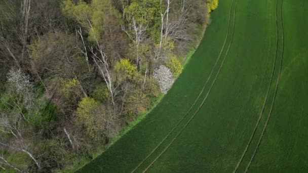 五彩斑斓的多物种森林与种植谷物的耕地之间的对比 无人机视野 森林边缘混杂着柳树 杨树和开花的荆棘 — 图库视频影像