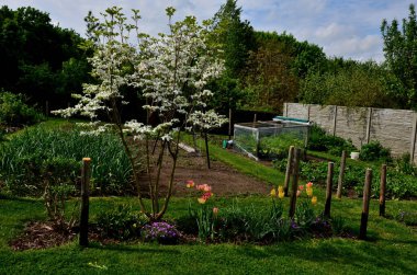 Cornus kousa, çiçek açan dalları üzerinde dört taç yaprağı bulunan güzel ve süslü bir çalılıktır. çalılıklarda sarı ve pembe laleler var, aynı zamanda bir sebze bahçesi.