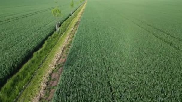 Plantarea Unui Nou Focar Vânt Teren Unui Biocoridor Unei Bulevarde — Videoclip de stoc