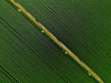 Tarlaya yeni bir rüzgar fırtınası dikmek, bir biyokoridor, bir kül ağacı bulvarı. Sütunlara bağlı. Büyük alan parsellerinin sıra sıra ağaçlara bölünmesi, bir İHA 'dan kontrol