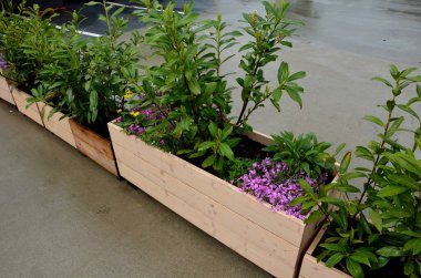 Doğal ladin tahtalarından yapılmış çiçek saksıları. Şirketin önündeki otoparkta, mağazanın yanındaki terasta müşteriler için bir park yeri var. kaya bitkileri ve çalılar