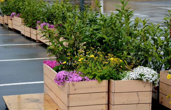 rows of flowerpots made of natural spruce boards. in the parking lot in front of the company, there is a parking lot for customers on the terrace next to the department store. rock plants and shrubs