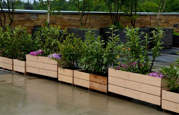 rows of flowerpots made of natural spruce boards. in the parking lot in front of the company, there is a parking lot for customers on the terrace next to the department store. rock plants and shrubs