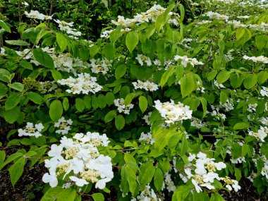 Bahçenin yeni yeşil bir köşesinde çalılar ve çimenler var. Malç kabuğuyla kaplı bir yatak. Viburnum çiçekleri ortancaya benzer..
