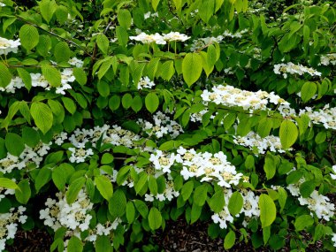 Bahçenin yeni yeşil bir köşesinde çalılar ve çimenler var. Malç kabuğuyla kaplı bir yatak. Viburnum çiçekleri ortancaya benzer..