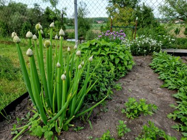 The Hungarian winter onion is hardy and fully frost-resistant, we grow it as a perennial in several bunches on the flowerbed. It requires occasional hoeing to prevent weeding of the bunches clipart