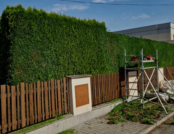 Bahçıvan çiti kısaltır. Çim biçme makinesi yeşil duvarları ve topları keser, bir çember, her zaman yeşil bir çalı şeklinde. en üstteki bile kesmek iskele ve işitme korumanın keyfini çıkarıyor