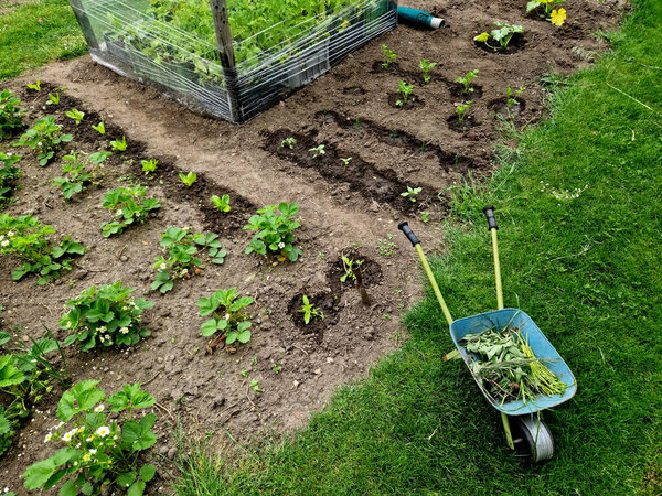 На клумбе работает детский садовник. Он выращивает овощи и вырывает сорняки. лужайка, теплица. школьные сады, обучение работе в детском саду