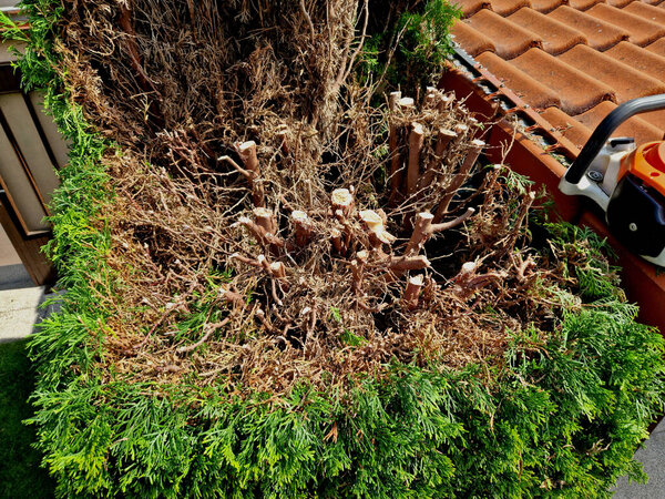 the gardener shortens the hedge. the hedge trimmer cuts green walls and balls, a circle, the shape of an evergreen bush. to cut even the top enjoys scaffolding and hearing protection