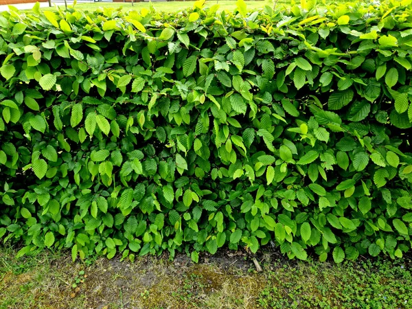 Hornbeam Hedge Verde Folhas Primavera Exuberante Deixar Entrar Troncos Luz — Fotografia de Stock
