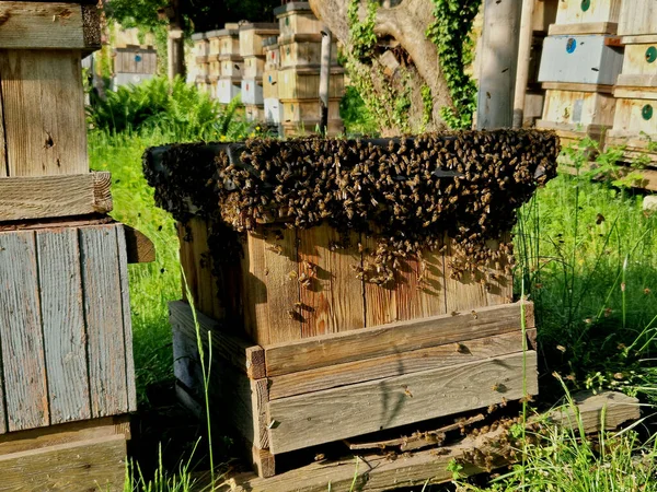 Settled Swarm New Hive All Bees Have Yet Crawled Lid — Stock Photo, Image