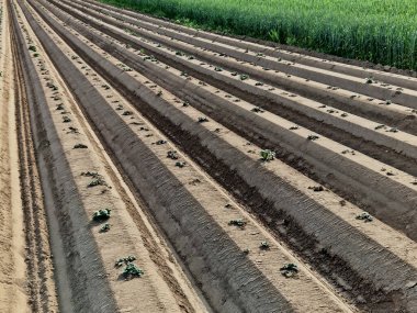Çiftçiler, ekilmiş sebzeleri ve patatesleri bahar soğuğundan korumak için tepecikler ve saban izleri oluştururlar. Fıskiyelerle sulanır. Nehirden gelen geniş çaplı metal boru.