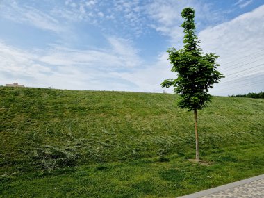 Bir çim biçme makinesiyle dik bir yamacı biçmek çok zordur. Yazın genç akçaağaçların bulvarı. Kamu yeşilliğinin bakımı