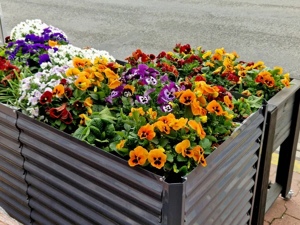 ornamental flower pots on village center trough, wooden flower pots with beautiful decorations of violets and daffodils. Easter is approaching so it is necessary to decorate entrance of home, parking