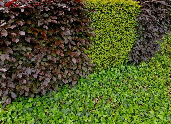 绿叶树篱与红叶紧密相连的组合 条纹效应 公园里的树篱形似甜点或面包三明治 — 图库照片