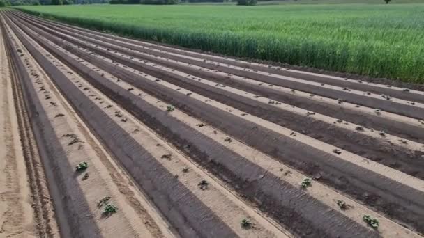 Фермеры Защищают Выращиваемые Овощи Картофель Весенних Заморозков Создавая Насыпи Вспахивая — стоковое видео