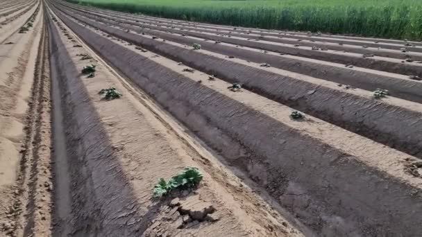 Mezőgazdasági Termelők Termesztett Zöldségeket Burgonyát Halmok Létrehozásával Barázdák Szántásával Védik — Stock videók