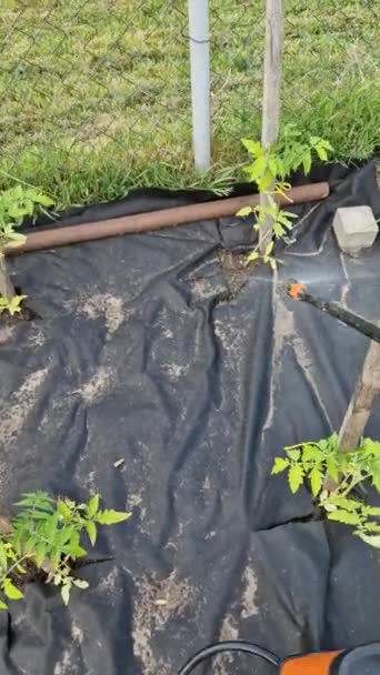 Eine Druckpumpe Sprüht Eine Chemikalie Pilzbefall Auf Tomatenblättern Unterdrücken Die — Stockvideo