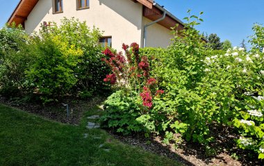 Vajglie 'nin çekici bir çeşididir. Koyu kırmızı, boru şeklinde çiçekleri vardır. Yapraklar taze yeşil, geniş bir şekilde eliptik, ince tırtıklı ve kenarları sağlıklı..