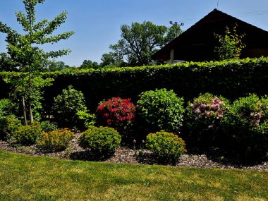Vajglie 'nin çekici bir çeşididir. Koyu kırmızı, boru şeklinde çiçekleri vardır. Yapraklar taze yeşil, geniş bir şekilde eliptik, ince tırtıklı ve kenarları sağlıklı..