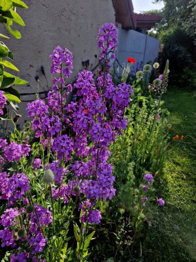 konsolide orientalis, 100 cm uzunluğunda, doğrusal ve doğrusal olarak mızrak yapraklarına ve üzümlerde menekşe mavisi bir infloresans içeren yıllık bir bitkidir. Gün doğumu, güneş ışığı