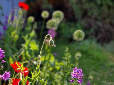 konsolide orientalis, 100 cm uzunluğunda, doğrusal ve doğrusal olarak mızrak yapraklarına ve üzümlerde menekşe mavisi bir infloresans içeren yıllık bir bitkidir. Gün doğumu, güneş ışığı