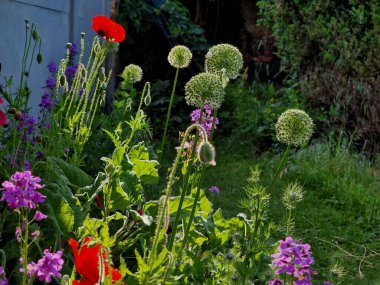 konsolide orientalis, 100 cm uzunluğunda, doğrusal ve doğrusal olarak mızrak yapraklarına ve üzümlerde menekşe mavisi bir infloresans içeren yıllık bir bitkidir. Gün doğumu, güneş ışığı